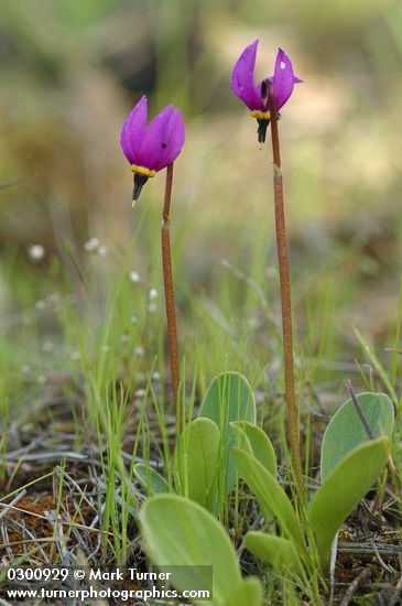 Dodecatheon conjugens