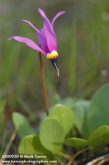 Dodecatheon conjugens