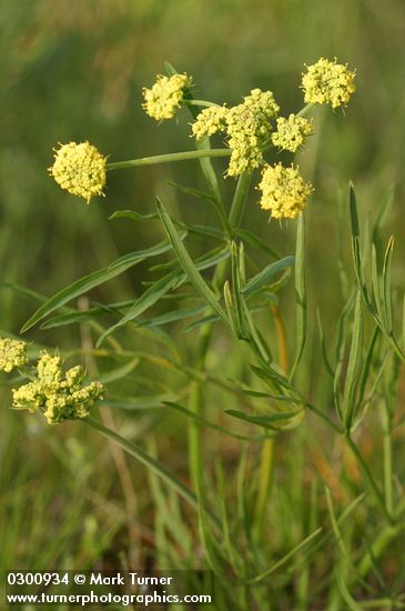 Lomatium bicolor var. leptocarpum (L. leptocarpum)