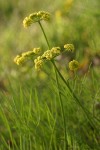 Slender-fruited Desert Parsley