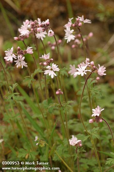 Lithophragma parviflorum