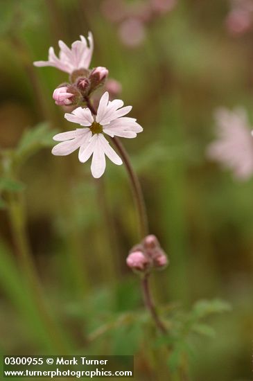 Lithophragma parviflorum