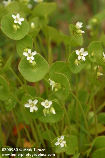 Claytonia perfoliata ssp. perfoliata (Montia perfoliata)