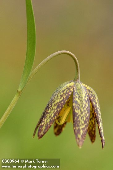 Fritillaria affinis var. affinis (F. lanceolata)