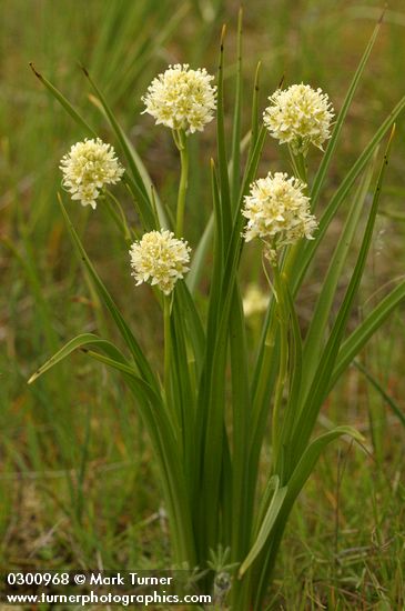 Zigadenus venenosus var. venenosus