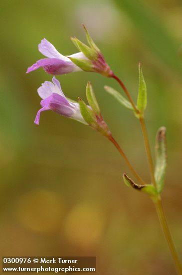 Collinsia sparsiflora