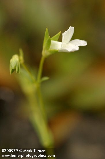 Collinsia sparsiflora