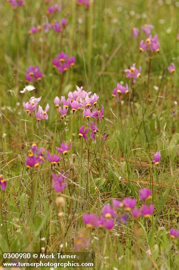 Dodecatheon poeticum
