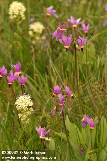 Dodecatheon poeticum; Zigadenus venenosus var. venenosus