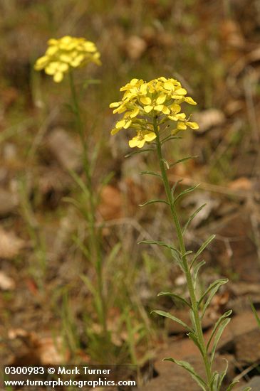 Erysimum capitatum var. capitatum (E. asperum)