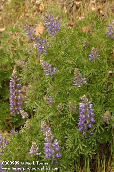 Lupinus sericeus ssp. sericeus var. sericeus (L. leucopsis)