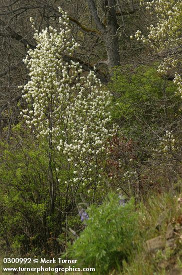 Amelanchier alnifolia