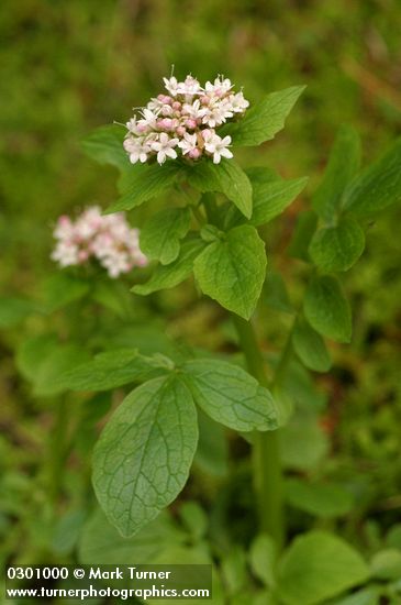 Valeriana scouleri