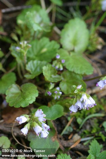 Synthyris reniformis