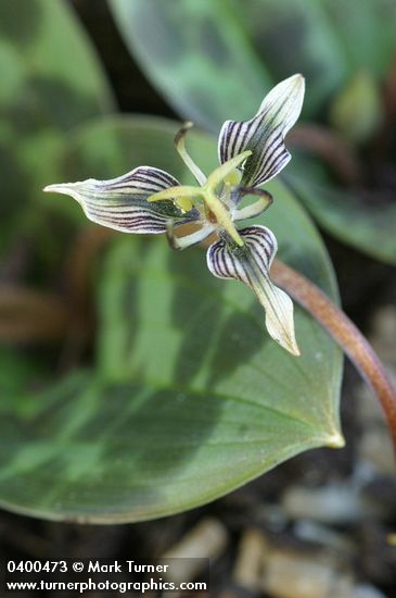 Scoliopus bigelovii