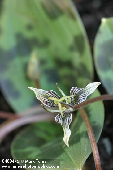 Scoliopus bigelovii