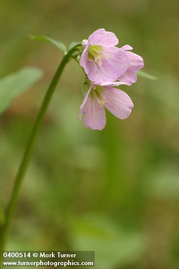 Cardamine nuttallii var. nuttallii (Cardamine pulcherrima)