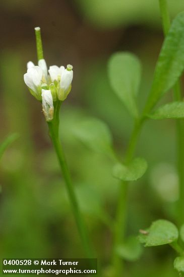Cardamine oligosperma