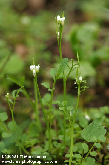 Cardamine oligosperma