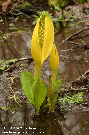 Lysichiton americanus