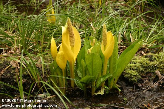 Lysichiton americanus