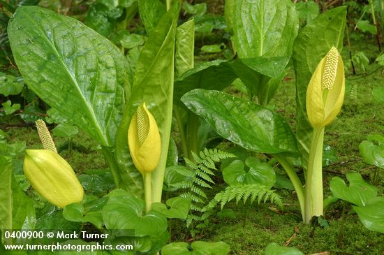 Lysichiton americanus