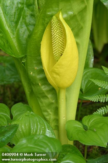 Lysichiton americanus