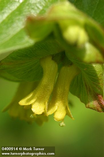 Lonicera involucrata
