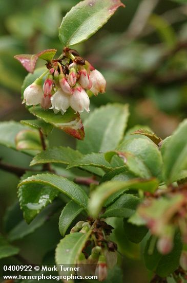 Vaccinium ovatum