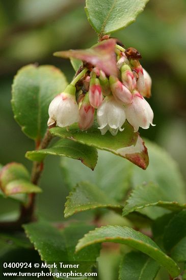 Vaccinium ovatum