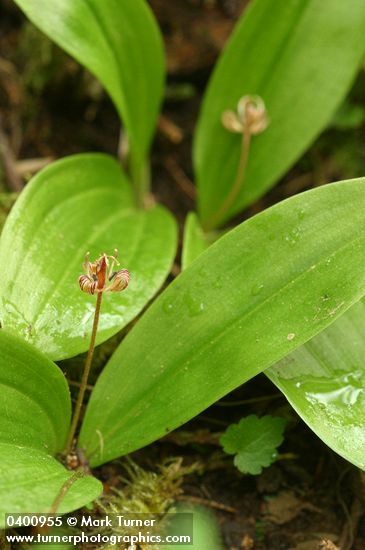 Scoliopus hallii