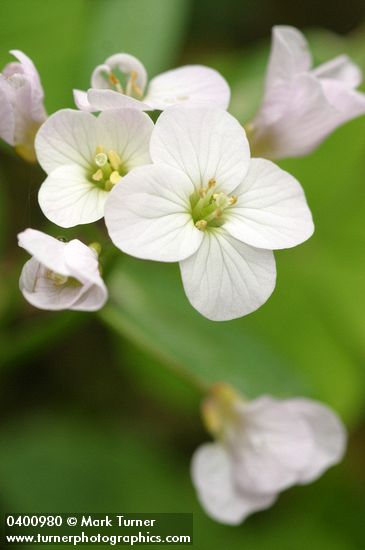 Cardamine californica var. integrifolia (C. integrifolia)