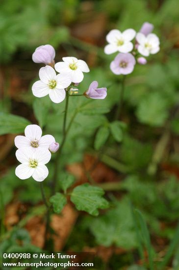 Cardamine californica var. integrifolia (C. integrifolia)
