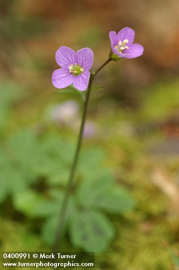 Cardamine nuttallii var. nuttallii (C. pulcherrima)