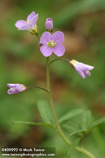 Cardamine nuttallii var. nuttallii (C. pulcherrima)