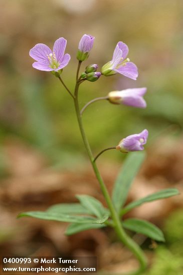 Cardamine nuttallii var. nuttallii (C. pulcherrima)
