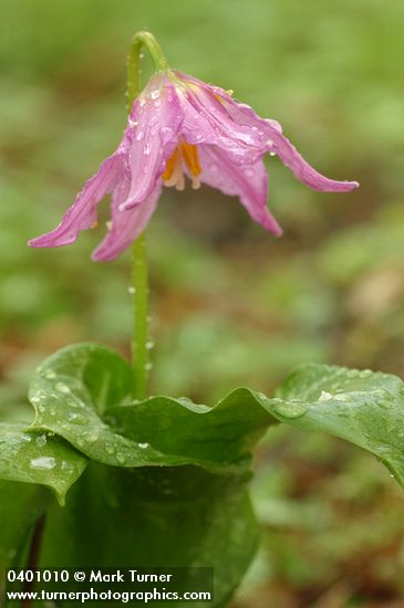 Erythronium revolutum