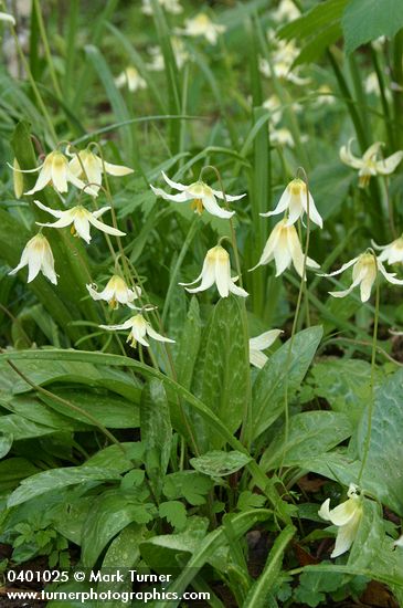 Erythronium oregonum