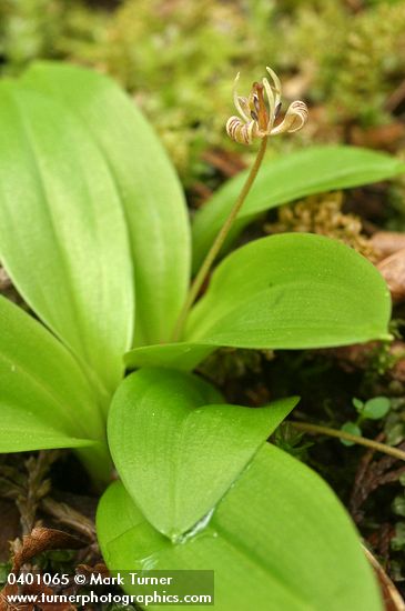Scoliopus hallii