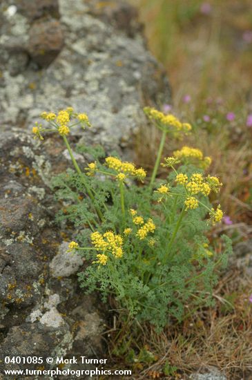 Lomatium grayi