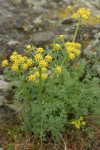 Gray's (Pungent) Desert Parsley