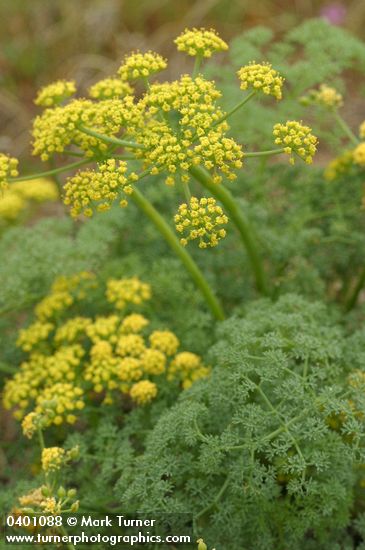 Lomatium grayi