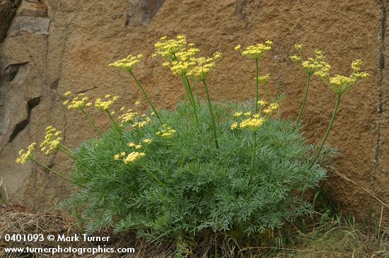 Lomatium laevigatum