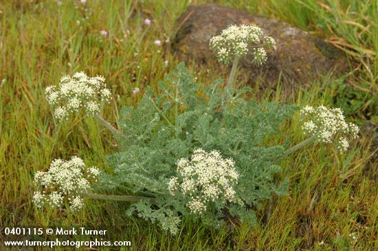 Lomatium macrocarpum