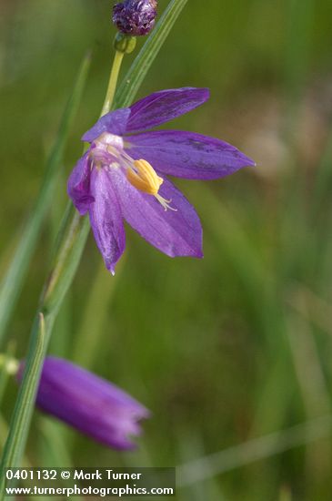 Olsynium douglasii var. inflatum