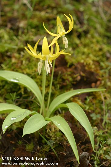 Erythronium grandiflorum