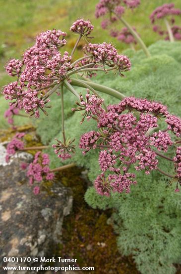 Lomatium columbianum
