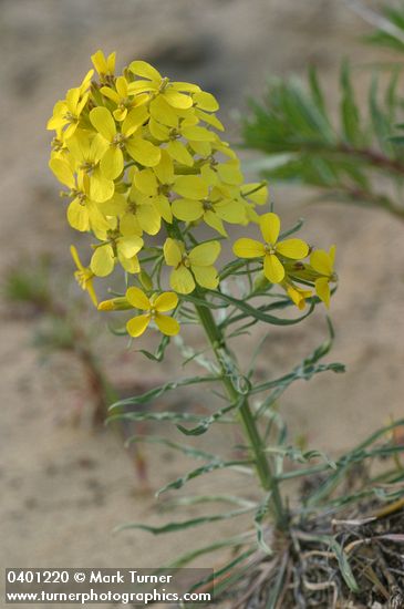 Erysimum occidentale