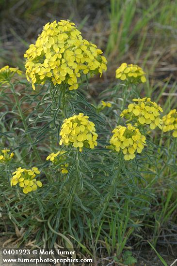 Erysimum occidentale