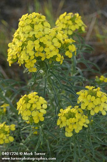 Erysimum occidentale